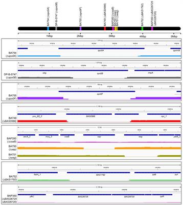 Genetic evidence for the interaction between Bacillus anthracis-encoded phage receptors and their cognate phage-encoded receptor binding proteins